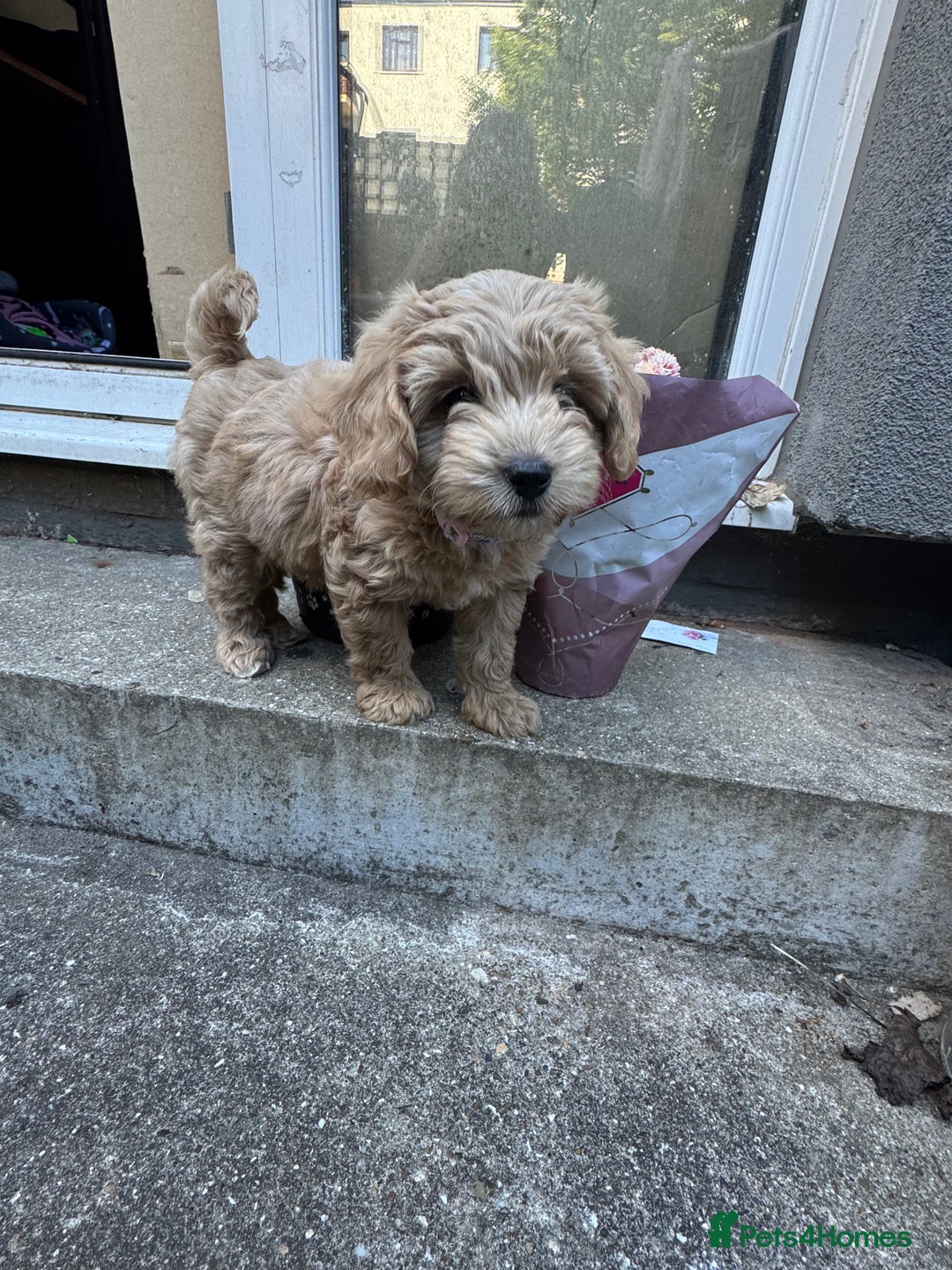 Cavapoo dogs for sale: 5 month old f1 beautiful cavapoo £1100 - Image 4