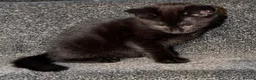 Mixed Breed cats for sale: Black kitten in Dover - Advert 7