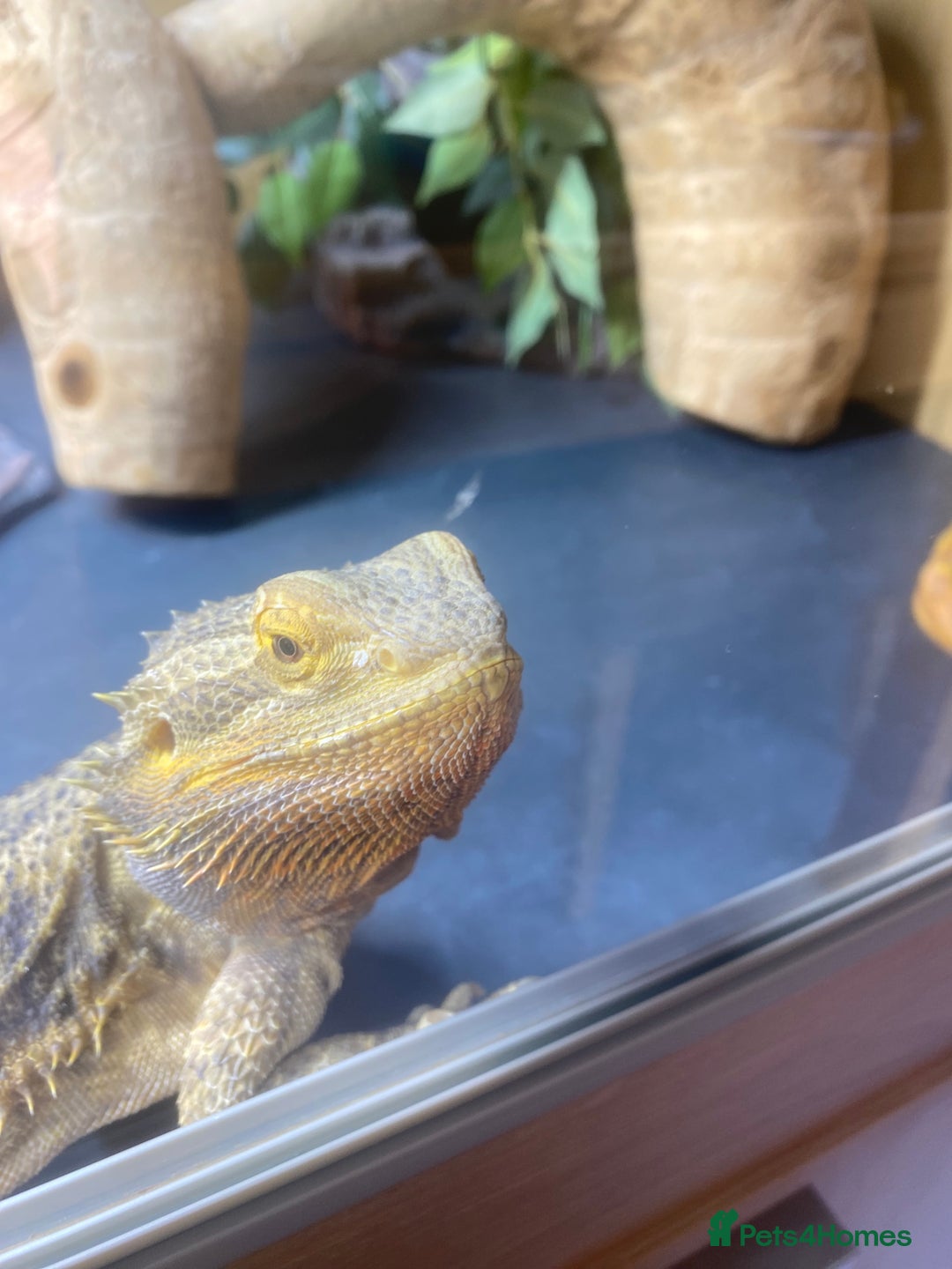 Bearded Dragon reptiles for sale: Bearded dragon and full set up  - Image 15