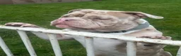 American Bully dogs for stud: AMERICAN POCKET BULLY (FOR STUD) in Airdrie - Advert 5