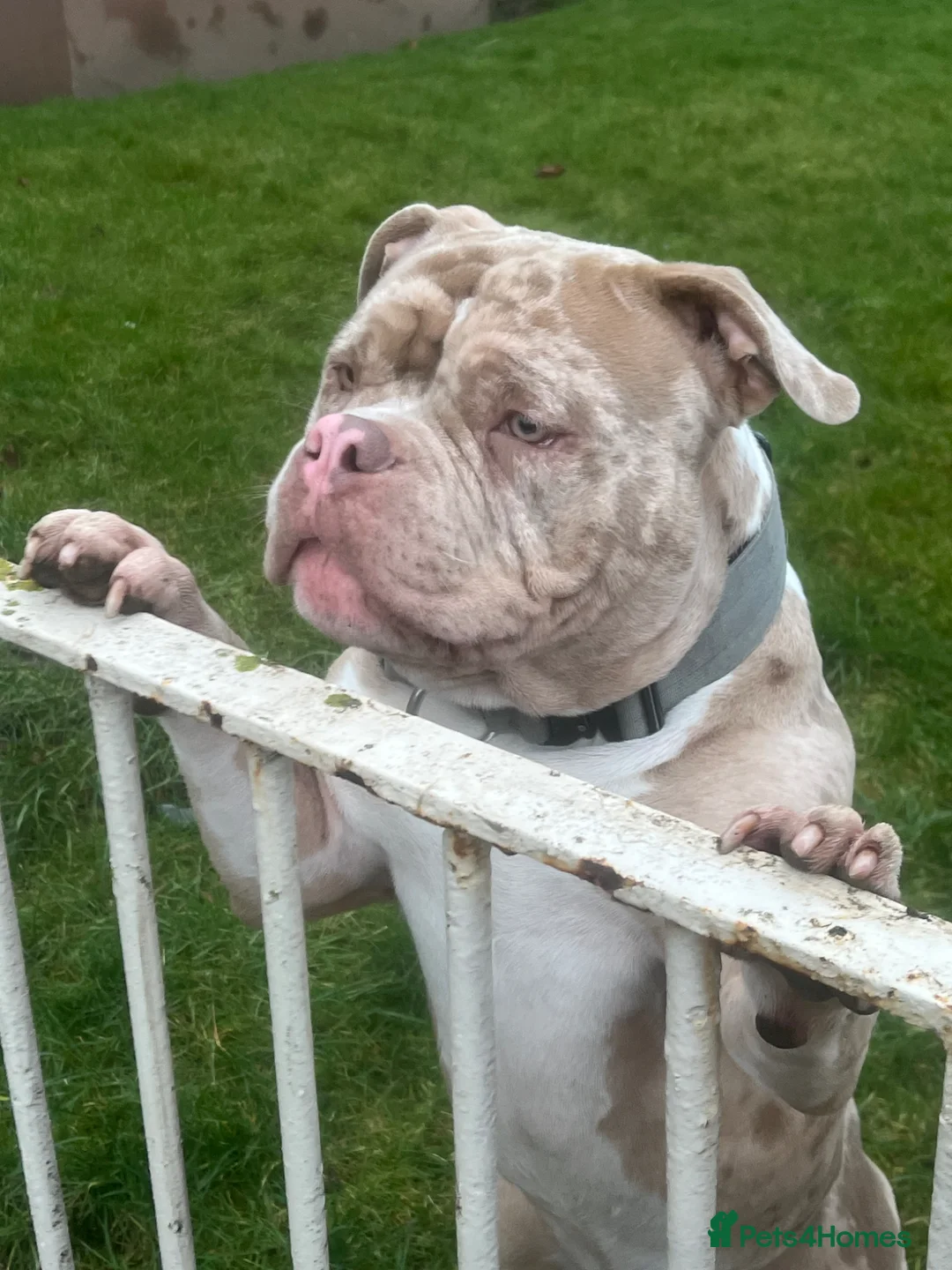 American Bully dogs for stud: AMERICAN POCKET BULLY (FOR STUD) in Airdrie - Advert 5