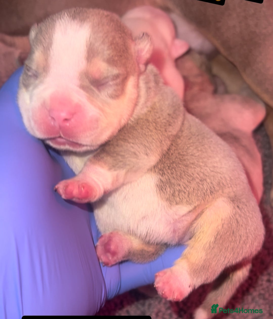 American Bully dogs for sale: Top quality micro bully’s  - Image 5