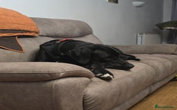 Great Dane dogs for sale: 15 month great dane male for sale - Image 4