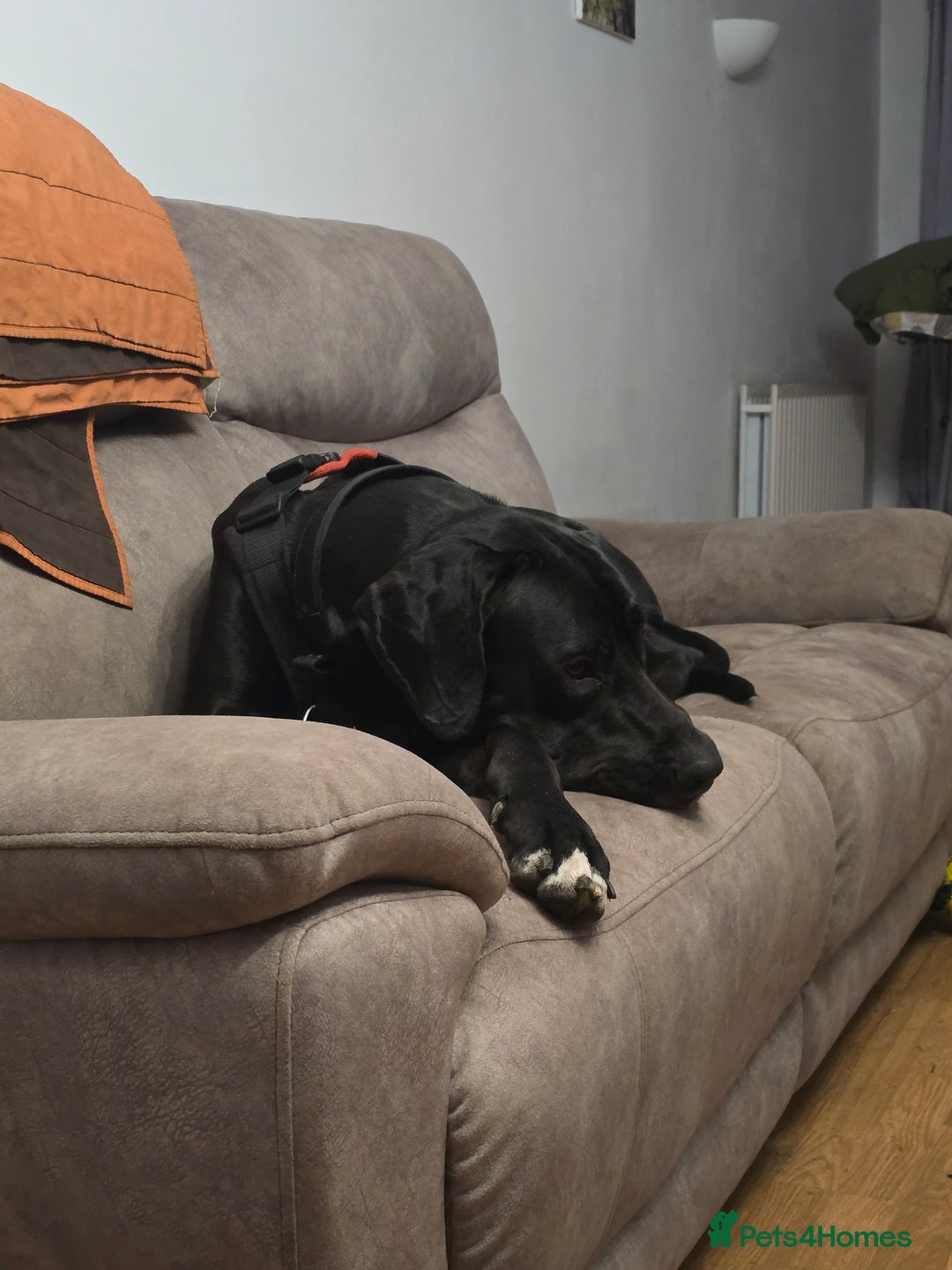 Great Dane dogs for sale: 15 month great dane male for sale - Image 4