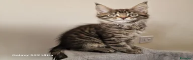 Maine Coon Kitten 3