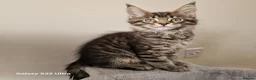 Maine Coon cats for sale: Licensed breeder-maine coon kittens - Advert 14