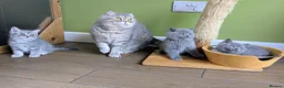 Scottish Fold cats for sale: Beautiful pedigree Scottish Straight kittens  - Advert 4