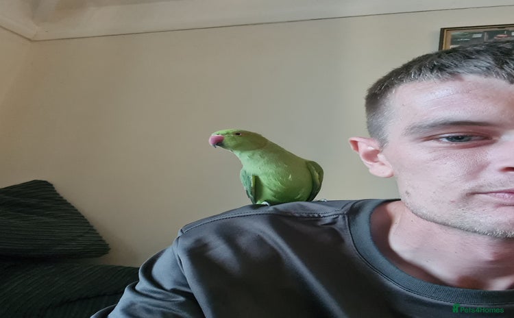 Ringnecks birds - Advert 1
