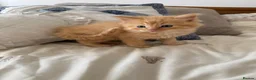 Norwegian Forest Cat cats for sale: Ragdoll cross Norwegian forest kittens  - Advert 2