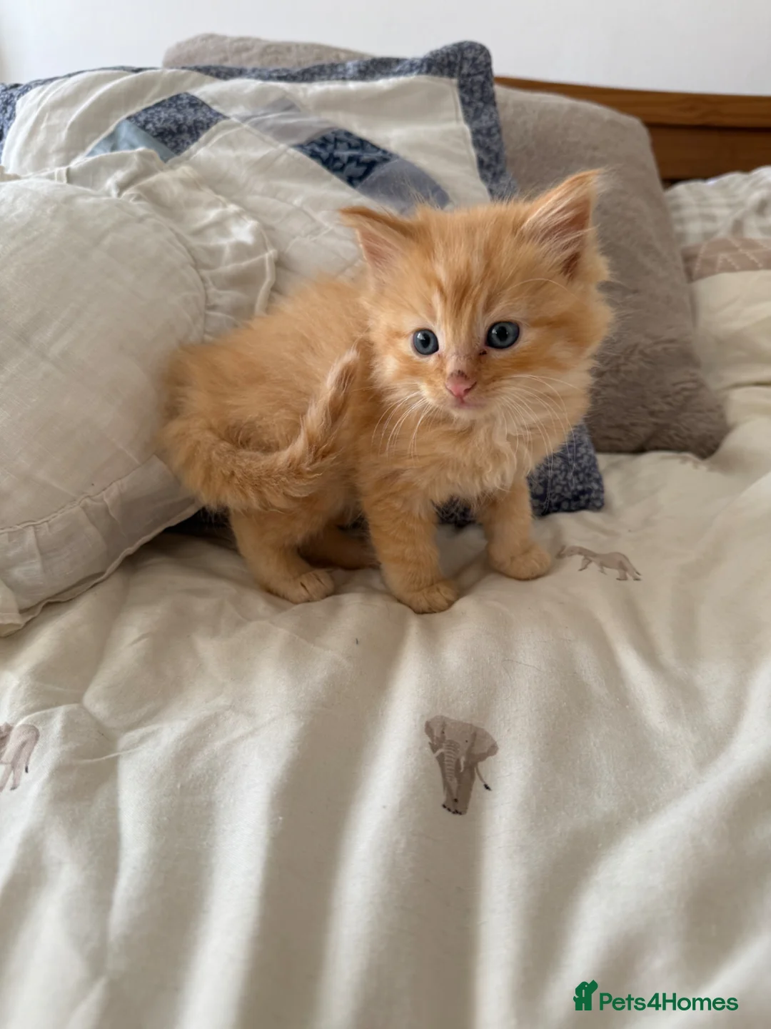 Norwegian Forest Cat cats for sale: Ragdoll cross Norwegian forest kittens  - Advert 2