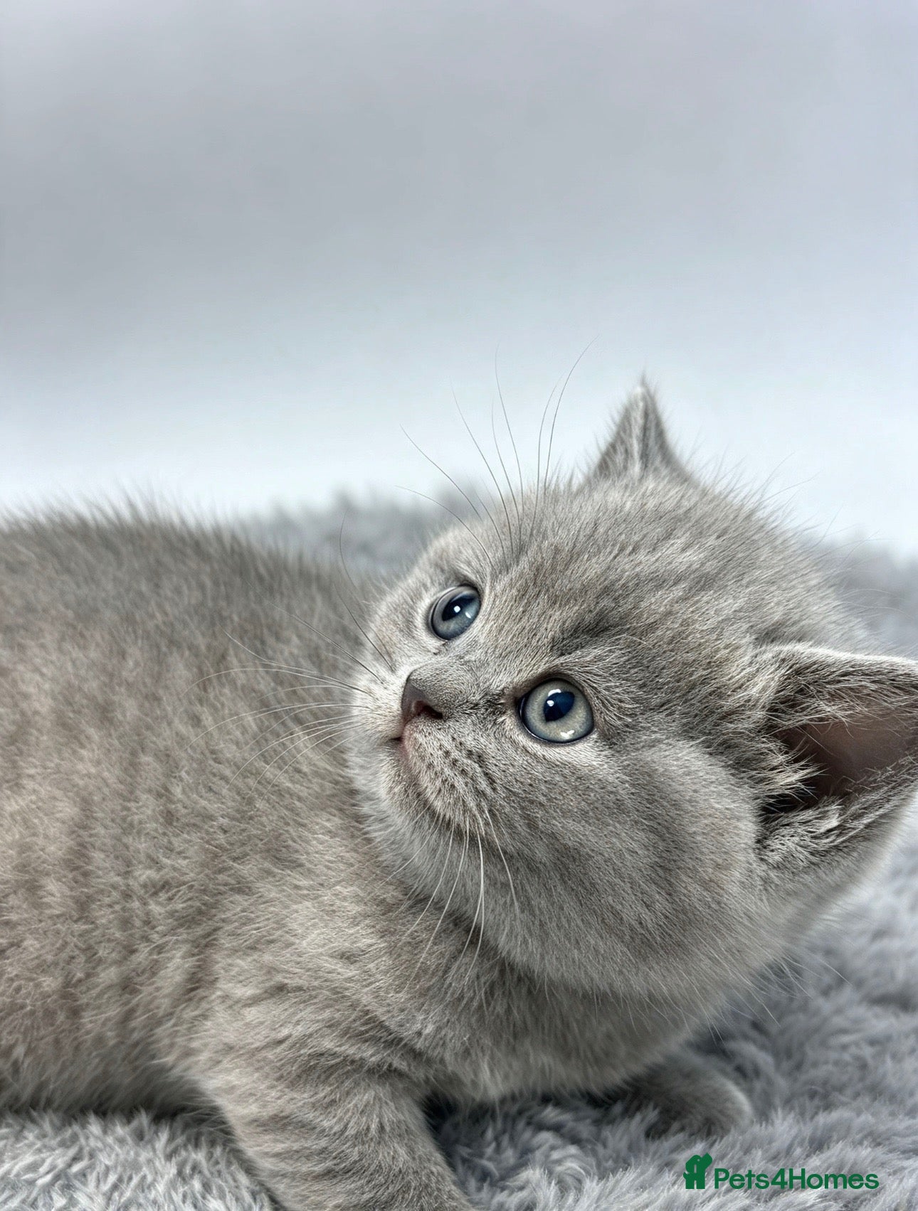 British Shorthair cats for sale: Rare blue-cream British Shorthair kittens💖 - Advert 2