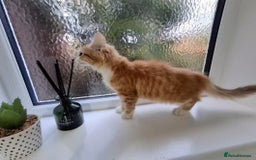 Maine Coon cats for sale: Beautiful Part Maine Coon Female Kitten - Image 8
