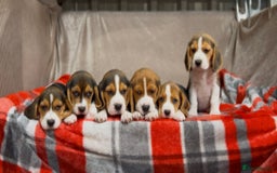 Beagle dogs for sale: SUPER CHUNKY KC SHOW BEAGLE PUPPIES - Image 21
