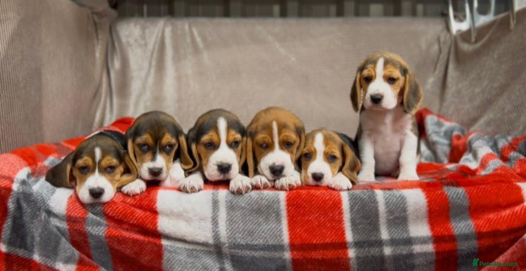 Beagle dogs for sale: SUPER CHUNKY KC SHOW BEAGLE PUPPIES - Image 21