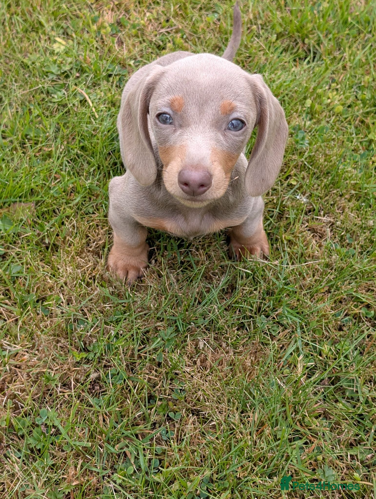 Miniature Dachshund dogs Miniature Dachshund Lilac and Tan Girl - Advert 1
