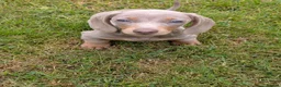 Miniature Dachshund dogs for sale: Miniature Dachshund Lilac and Tan Girl in Castle Douglas - Advert 1