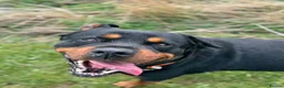 Rottweiler dogs for stud: KC ROTTWEILER STUD - Advert 3