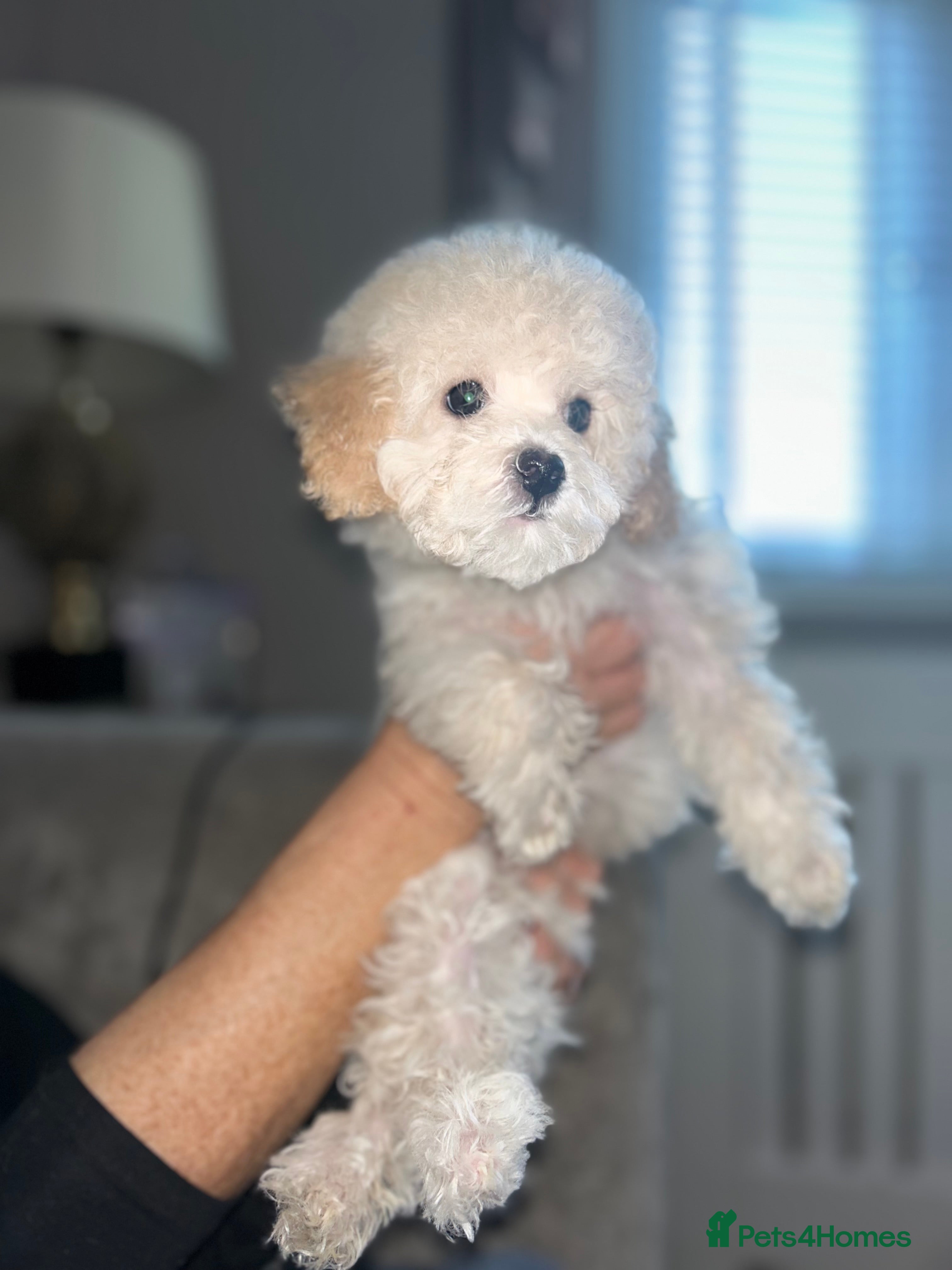 Cavapoochon dogs last remaining female cavapoochon pup  - Advert 18