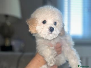 Cavapoochon dogs last remaining female cavapoochon pup - Advert 1