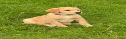 Labrador Retriever dogs for sale: Stunning chunky Labrador puppies - Advert 1