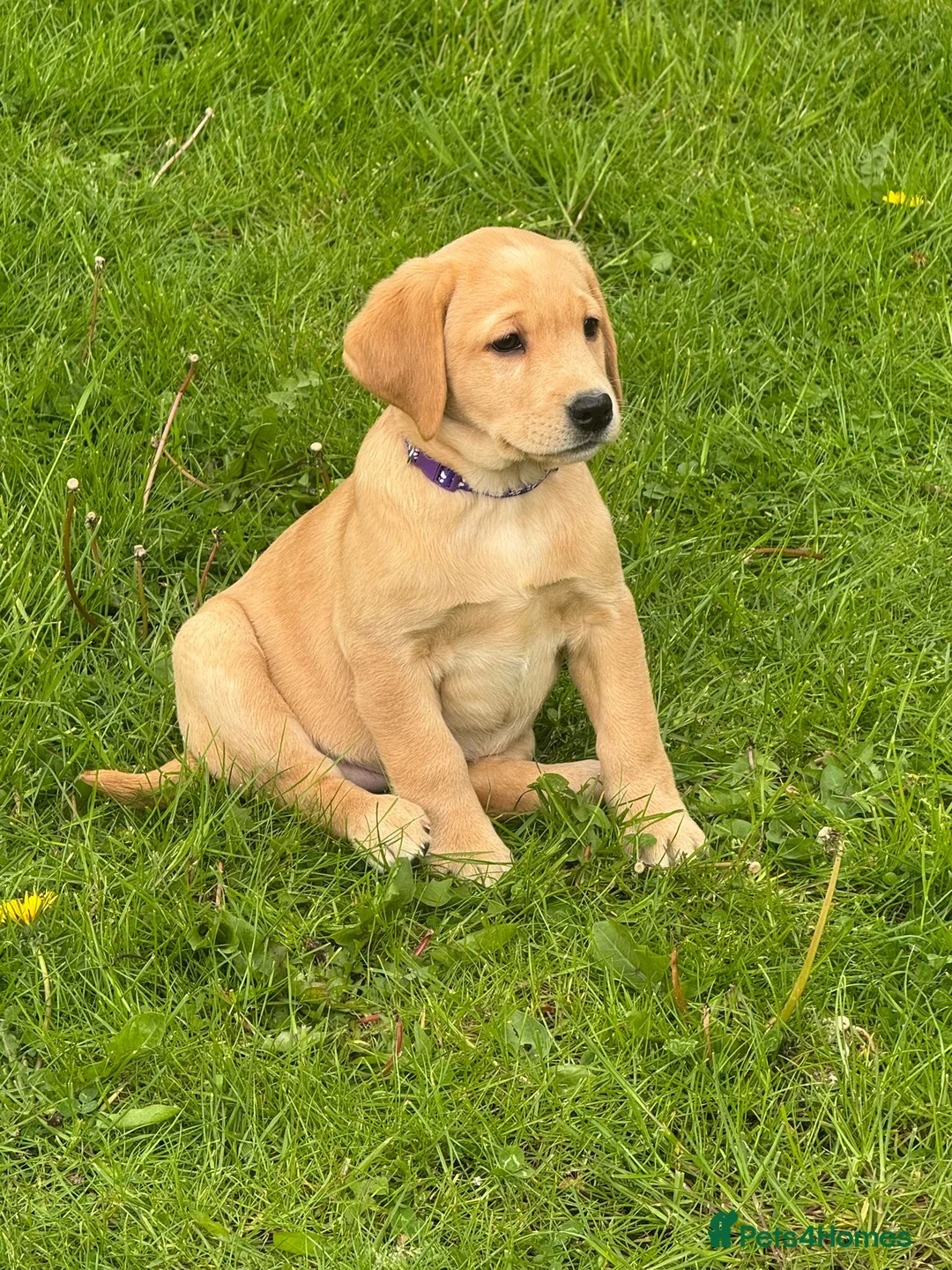 Labrador Retriever dogs for sale: Stunning chunky Labrador puppies - Advert 1