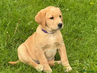 Labrador Retriever dogs Stunning chunky Labrador puppies - Advert 1