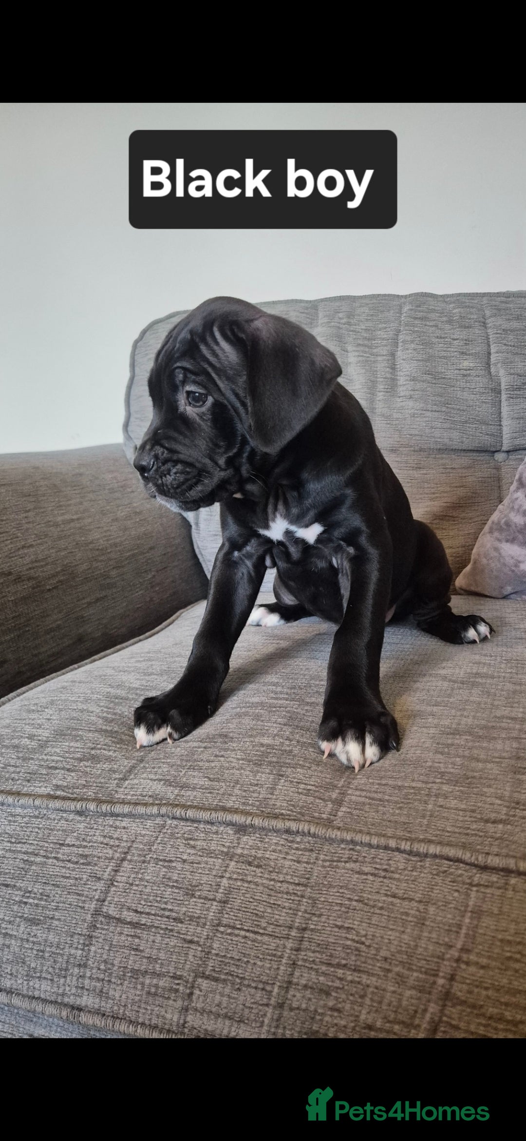 Cane Corso dogs for sale: Ready for new homes, cane corsos.  - Advert 9