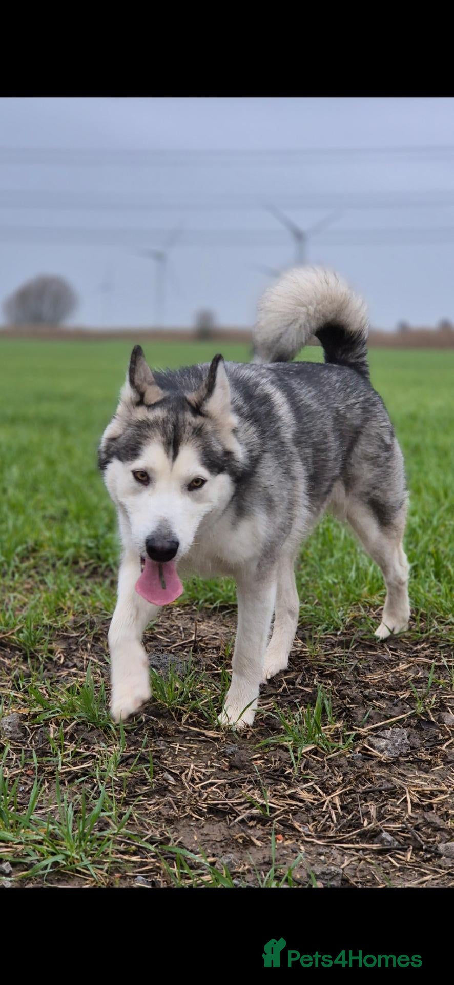 Alaskan Malamute dogs Purebred Alaskan Malamute litter due - Advert 4