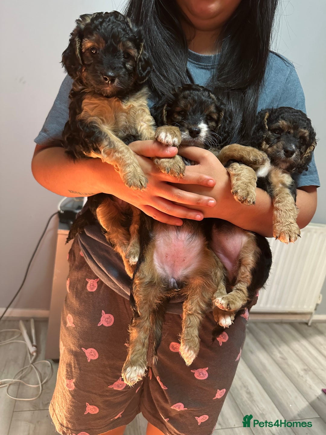 Cockapoo dogs for sale: Cockapoo puppies - Advert 1