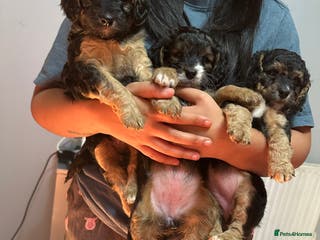 Cockapoo dogs Cockapoo puppies - Advert 2