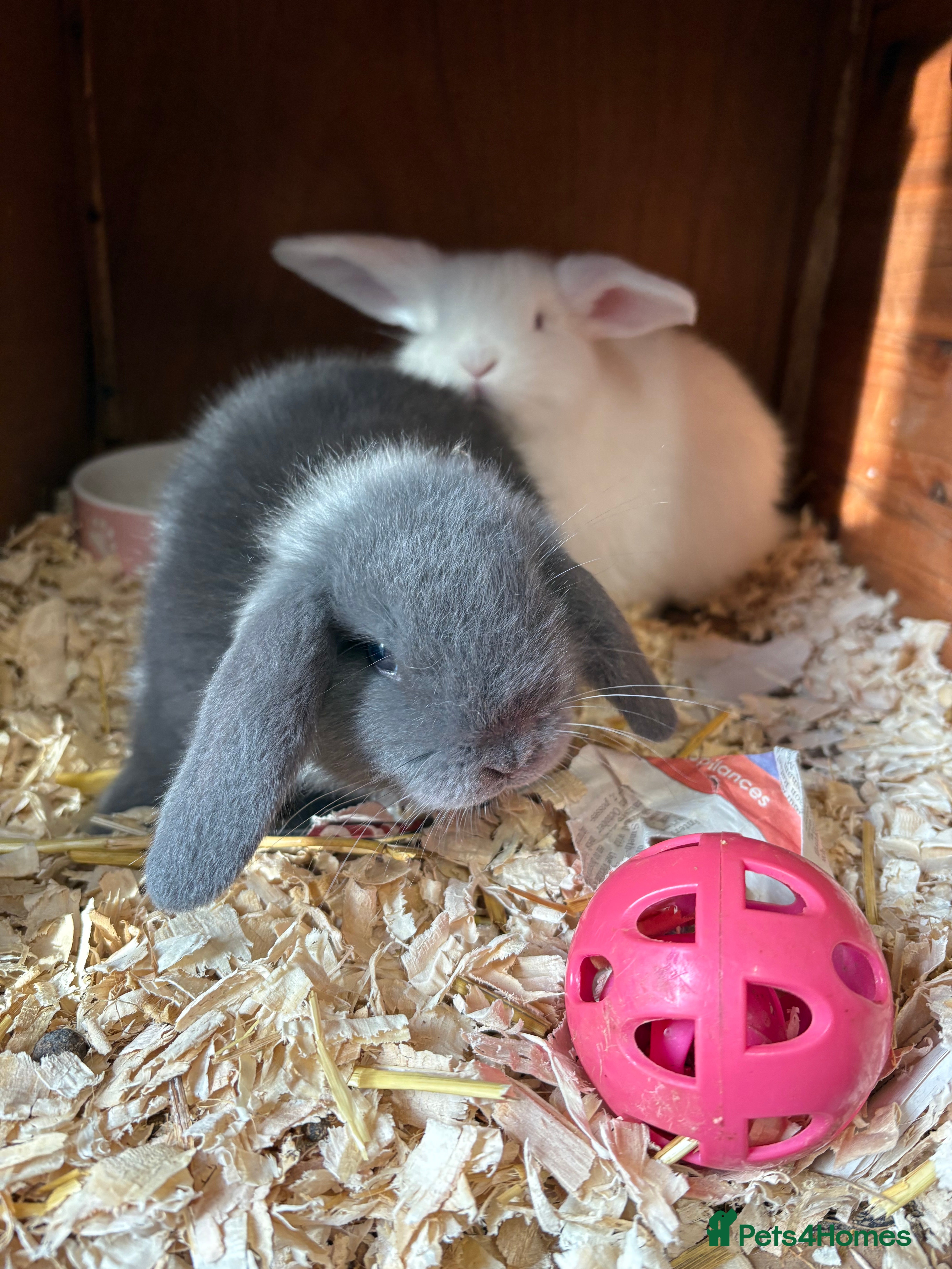 Mini Lop rabbits Mini lops  - Advert 4