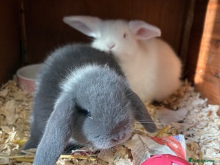 Mini Lop rabbits Mini lops - Advert 20