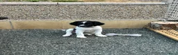 English Springer Spaniel dogs for sale: English Working Springer Spaniels - Advert 2