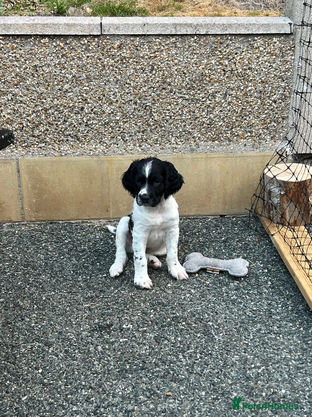 English Springer Spaniel dogs for sale: English Working Springer Spaniels - Advert 2