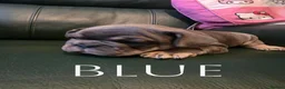 French Bulldog dogs for sale: 4 Male French Bulldog Puppies  - Advert 16