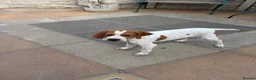 Pointer dogs for sale: Gorgeous Pointer Puppies looking for new homes - Advert 10