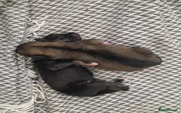 Mixed Breed dogs for sale: New Zealand Huntaway x Siberian Husky - Image 11