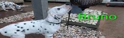 Dalmatian dogs for sale: Dalmatian puppies KC registered last 1 remaining - Advert 13