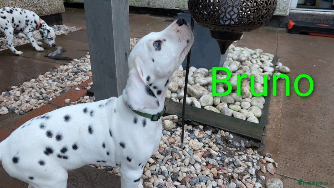 Dalmatian dogs for sale: Dalmatian puppies KC registered last 1 remaining - Advert 13