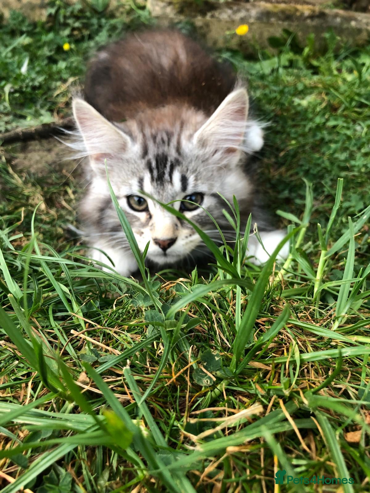 Maine Coon cats Stunning Maine Coon kittens ready for a new home. - Advert 4