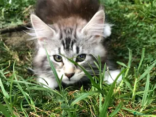 Maine Coon cats Stunning Maine Coon kittens ready for a new home. - Advert 4