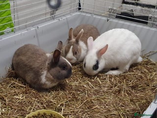 English rabbits 3 rabbit 4 month old - Advert 4
