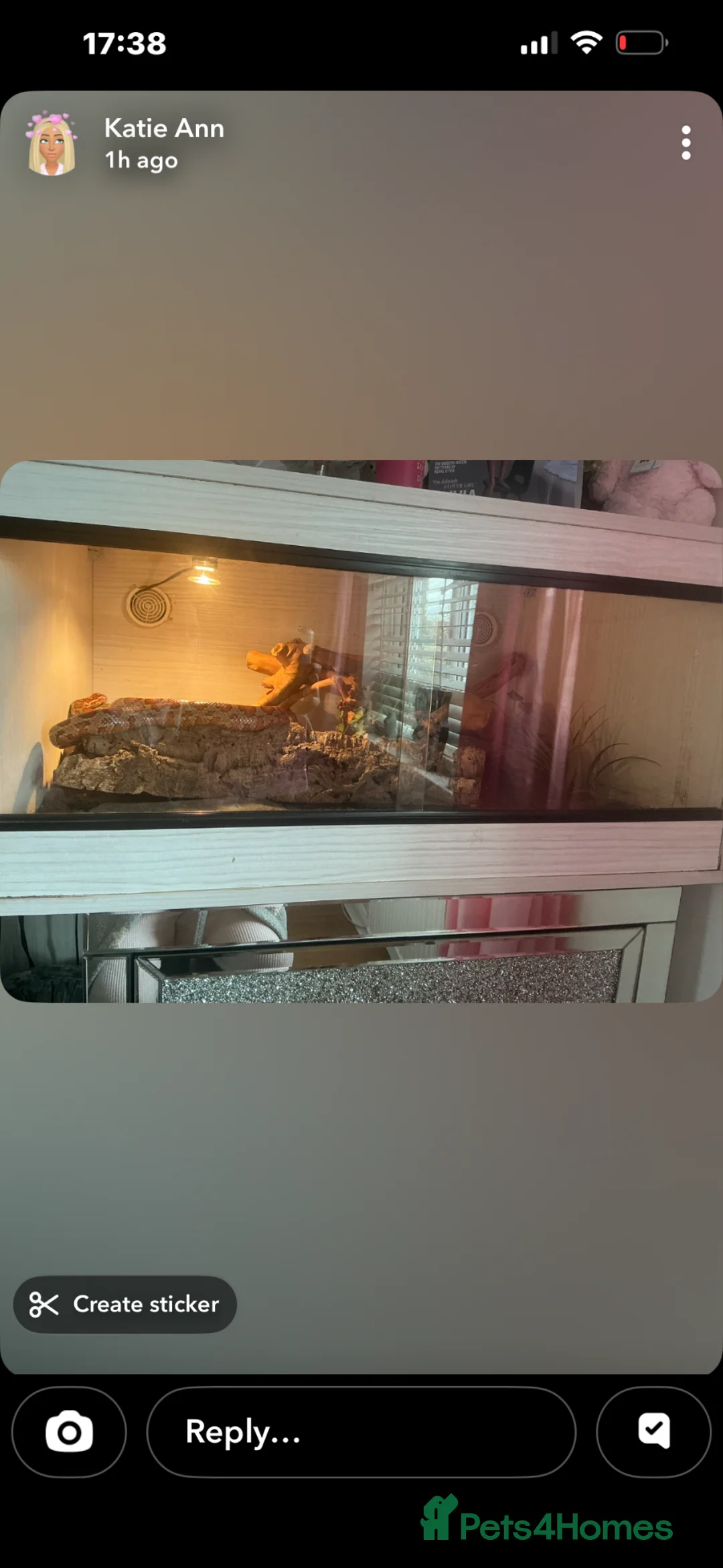 Corn Snake reptiles for sale: Girl and boy corn snakes  - Advert 5
