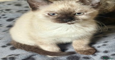 Mixed Breed cats - Advert 14
