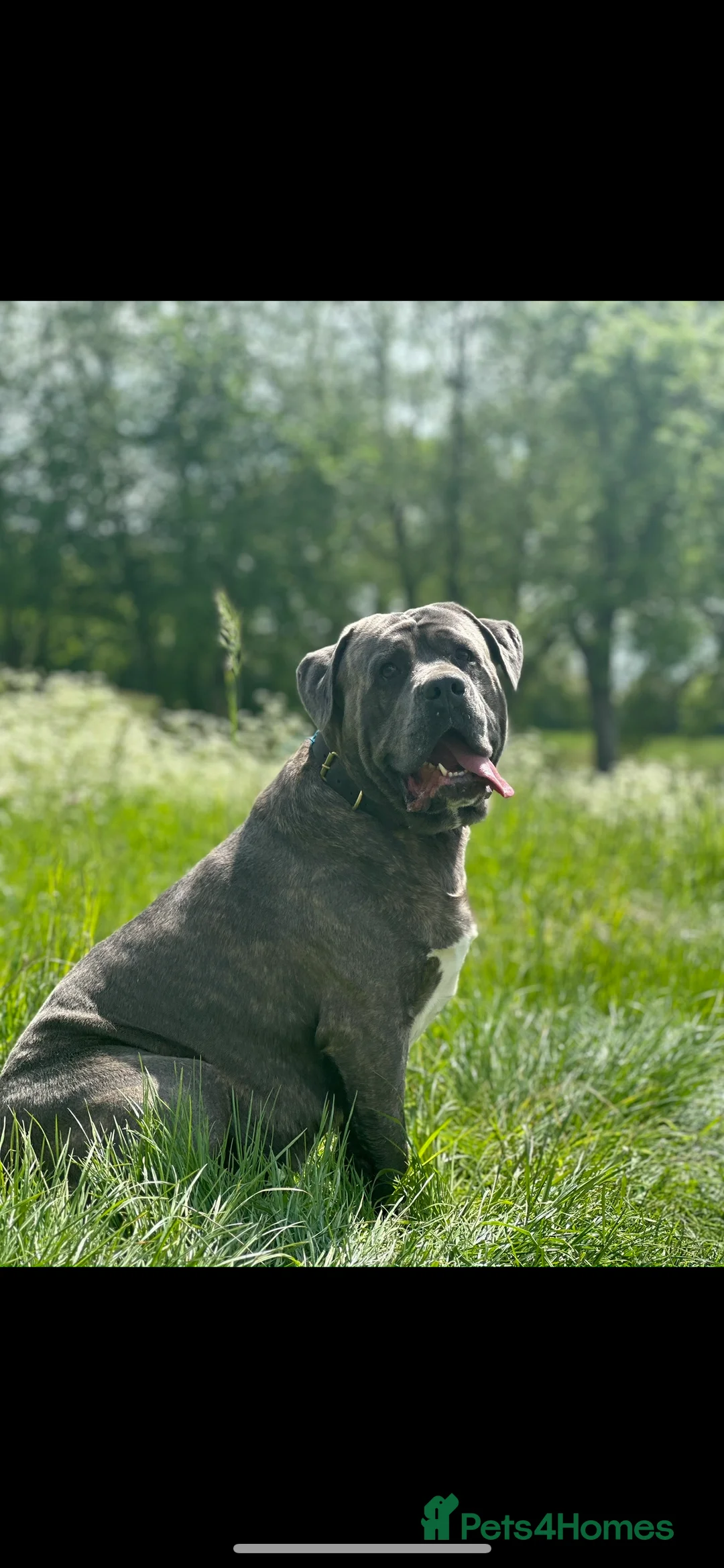 Cane Corso dogs for stud: Proven Cane Corso for stud in Leicester - Advert 4