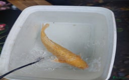 Koi Carp fish for sale: Koi raffle  - Image 3