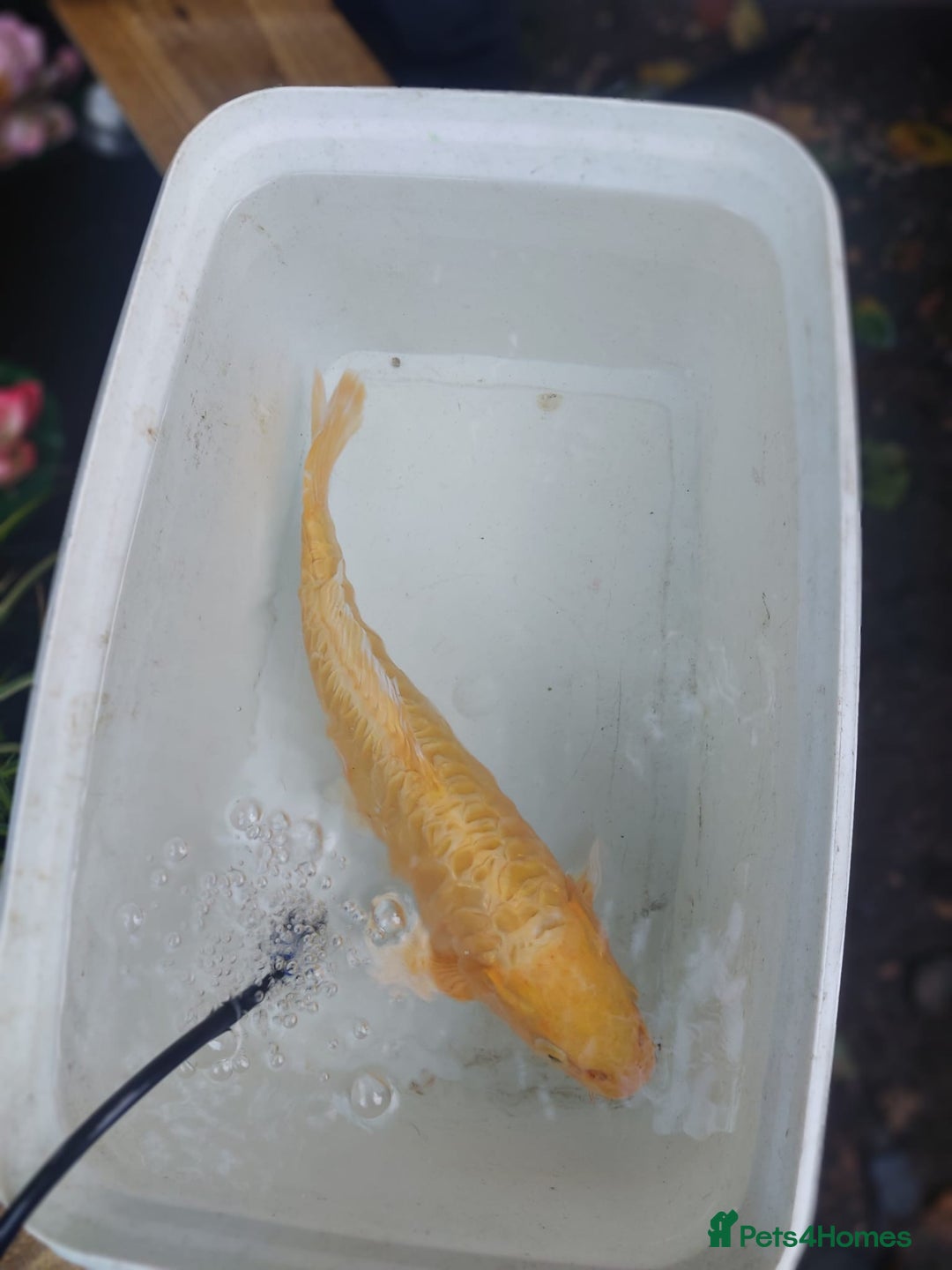 Koi Carp fish for sale: Koi raffle  - Image 3
