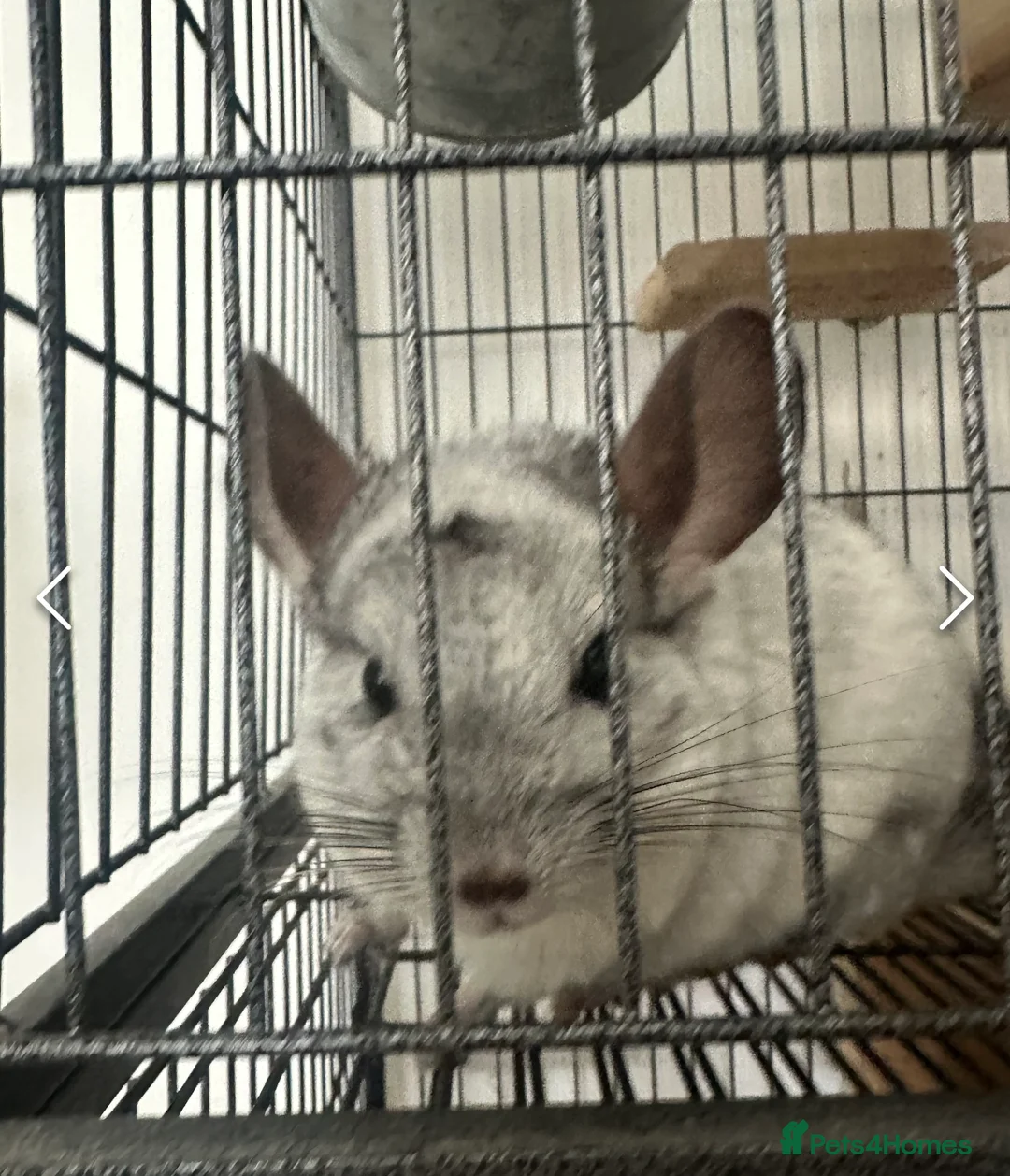 Chinchilla rodents for sale: Pair of male bonded chinchillas  - Advert 2