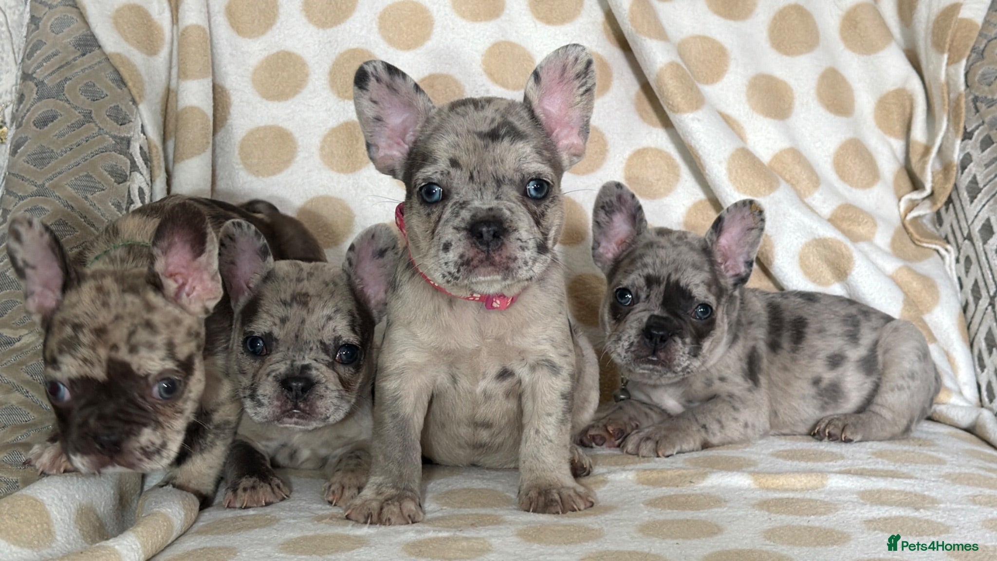 French Bulldog dogs Incredible blue eyes. 7 Merle 1 black. Best on net - Advert 7