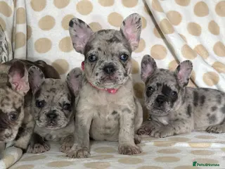 French Bulldog dogs Incredible blue eyes. 7 Merle 1 black. Best on net - Advert 7